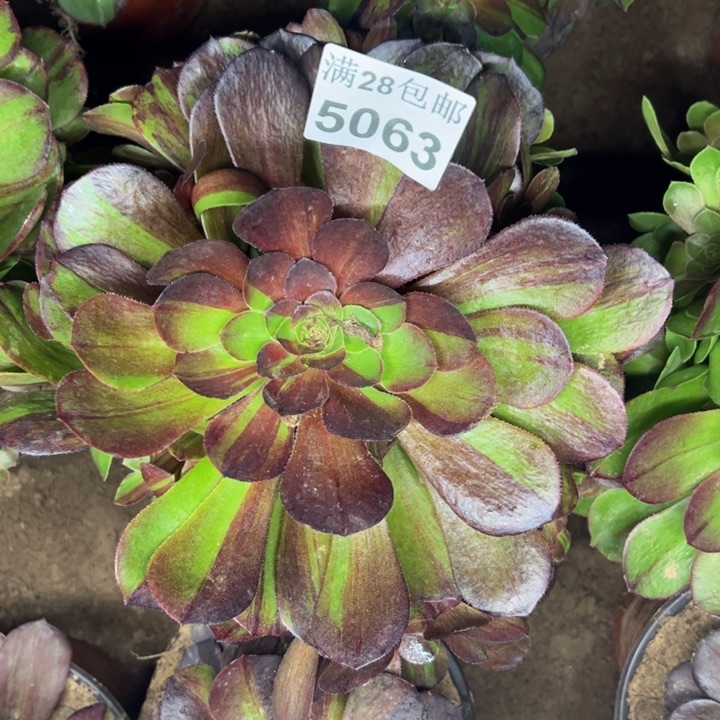 5063南花月夜多肉植物