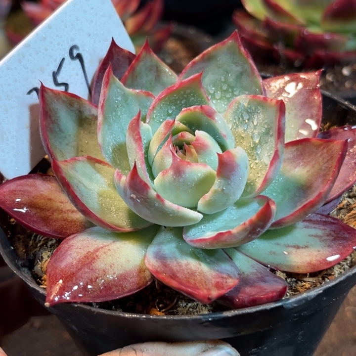 惊鸿一物一拍包装收缩花旱259