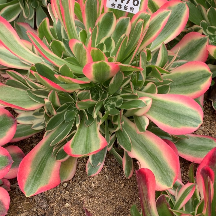 476多肉植物一物一拍