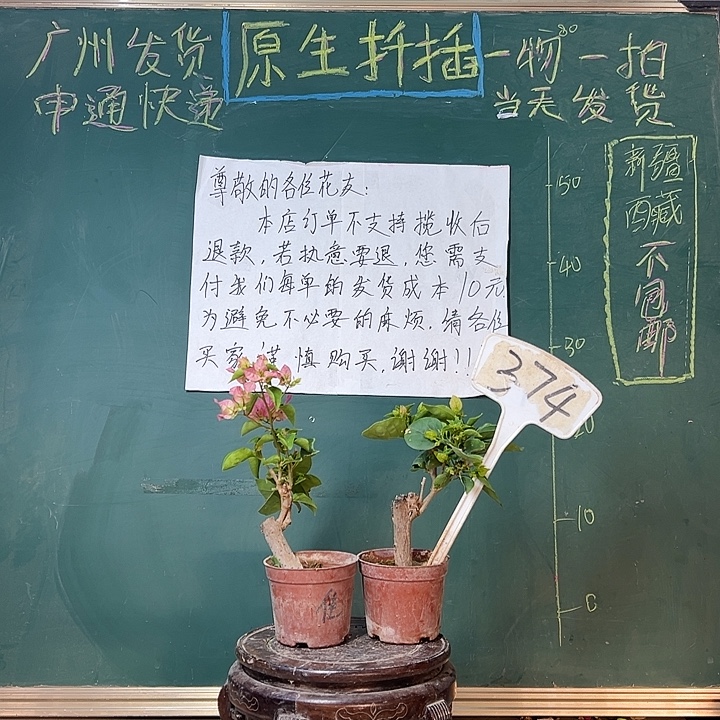 完全开放绿叶五宝掌中宝 红粉佳人掌中宝374