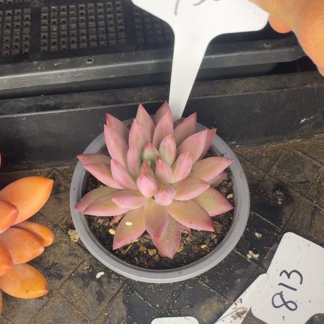 云南多肉小栈一物一拍950