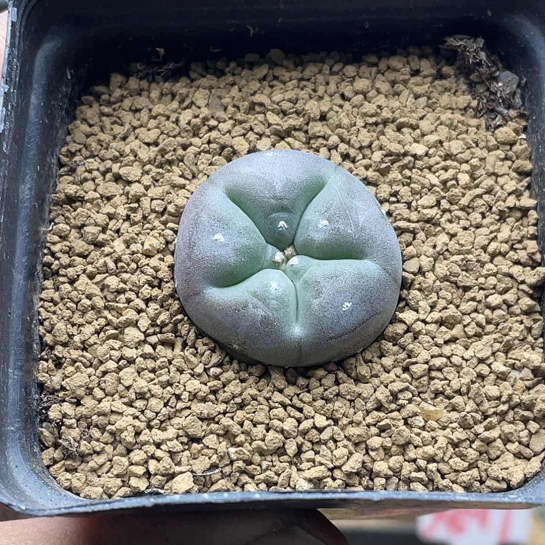 实生紫肌海鲜仙人球多肉