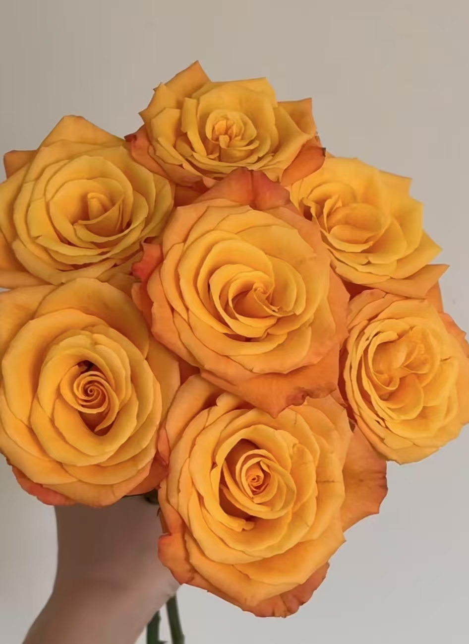 情怀玫瑰18支+2支防损 拍1单发中通2单升级快递