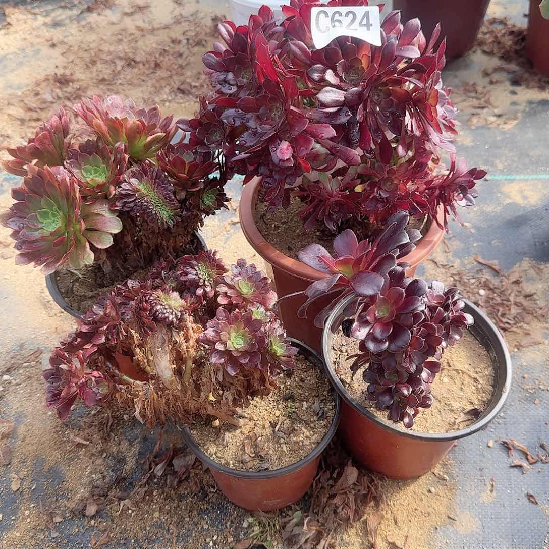 624铜壶欧紫嘉年华有伤共4颗