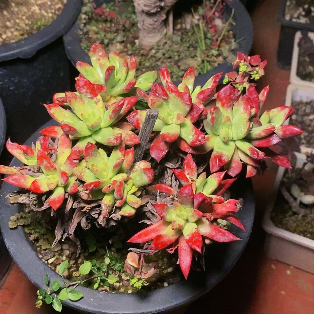 【闪购商品】哈哈哈哈青冈苹果叶多肉1241