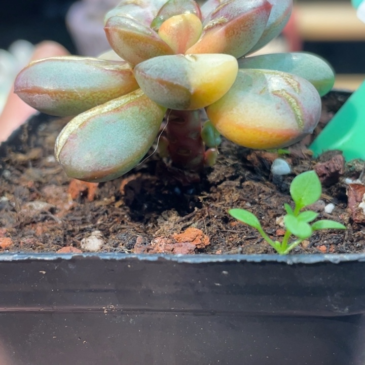 葡萄锦593号的多肉啊啊