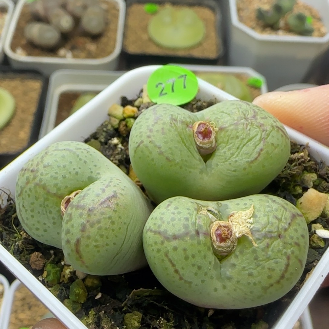 巨无霸杂交群多肉277