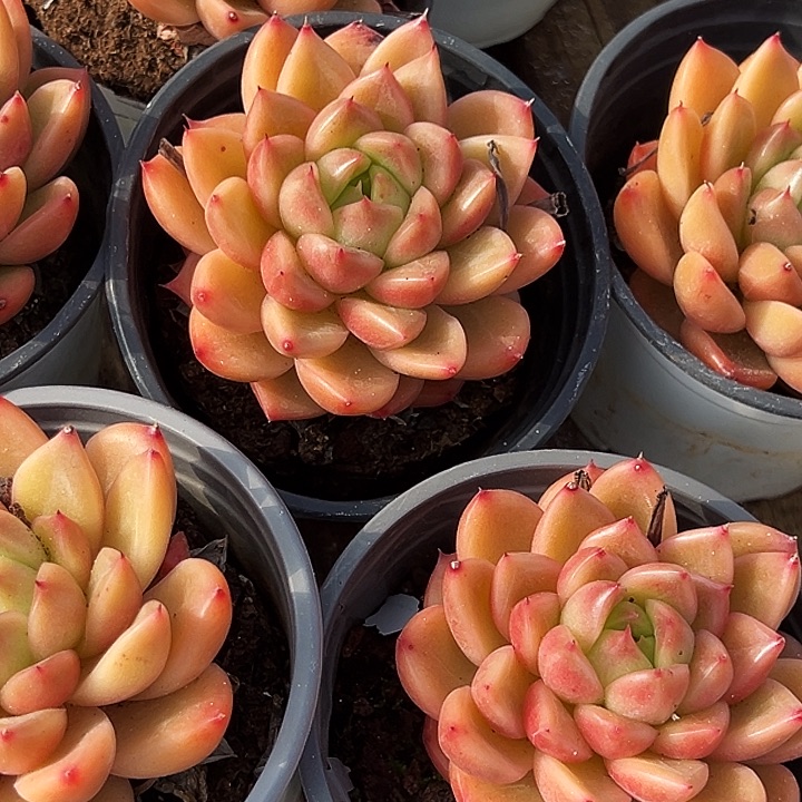 单头        星空  珍妮