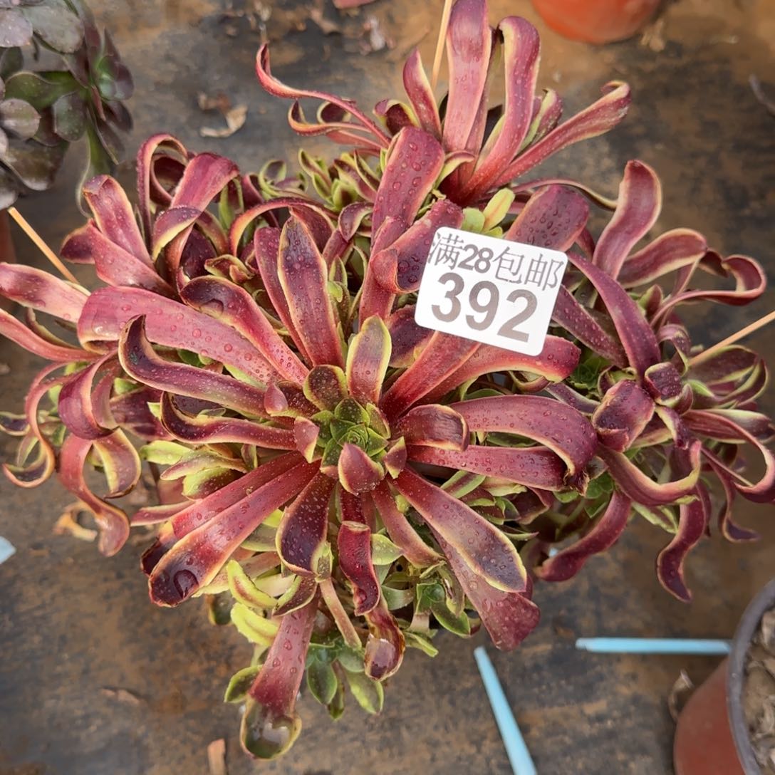 欧嘉丽多肉392满28包邮断枝不包瑕疵