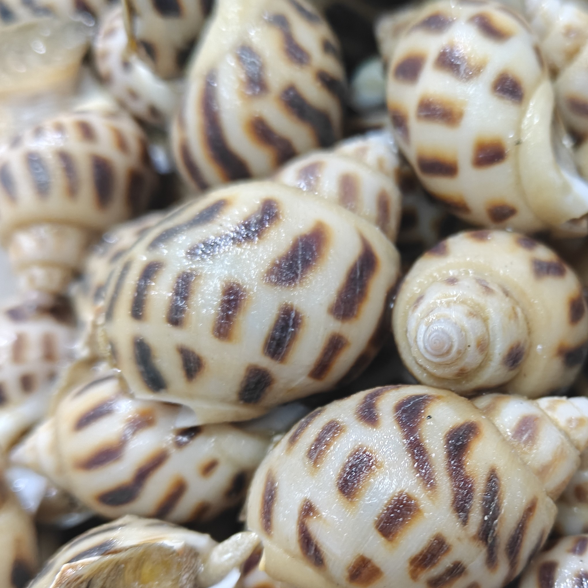 精品花螺海鲜一斤花螺同城送