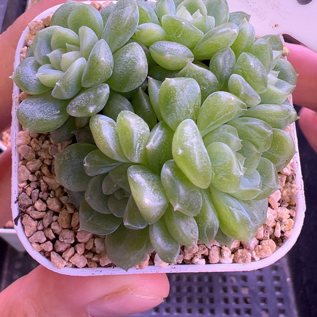 506号泼天富贵5头