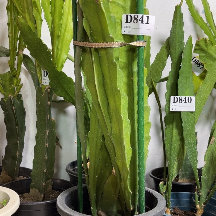 当前无花栽培后可以开花841