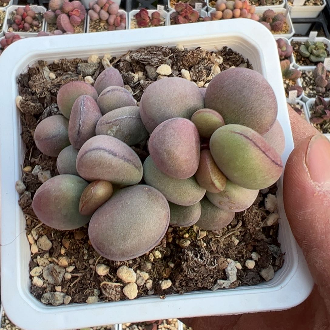 球球紫蛋老桩多肉植物水泡