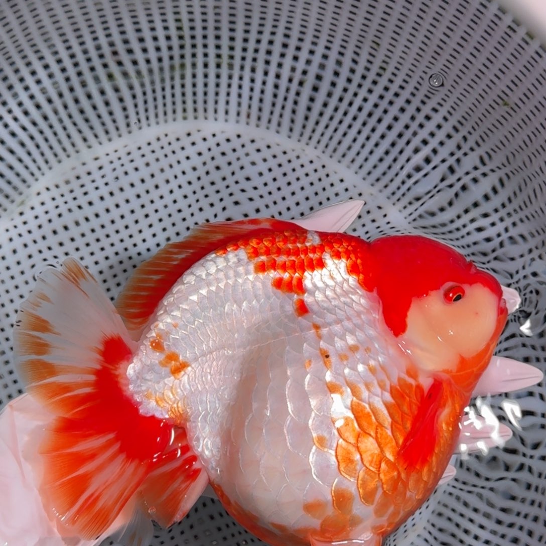 金鱼类不分公母15