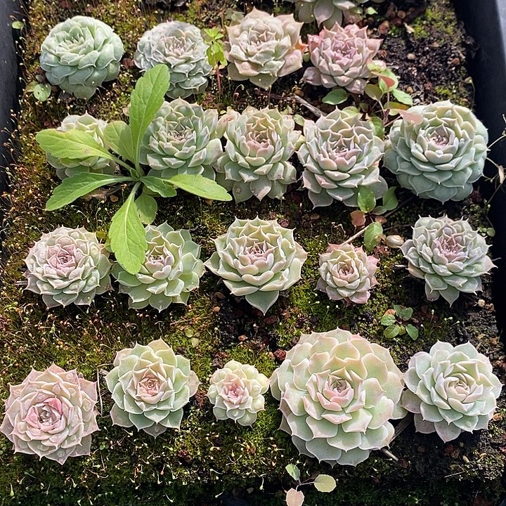 207 多肉植物盆栽花卉