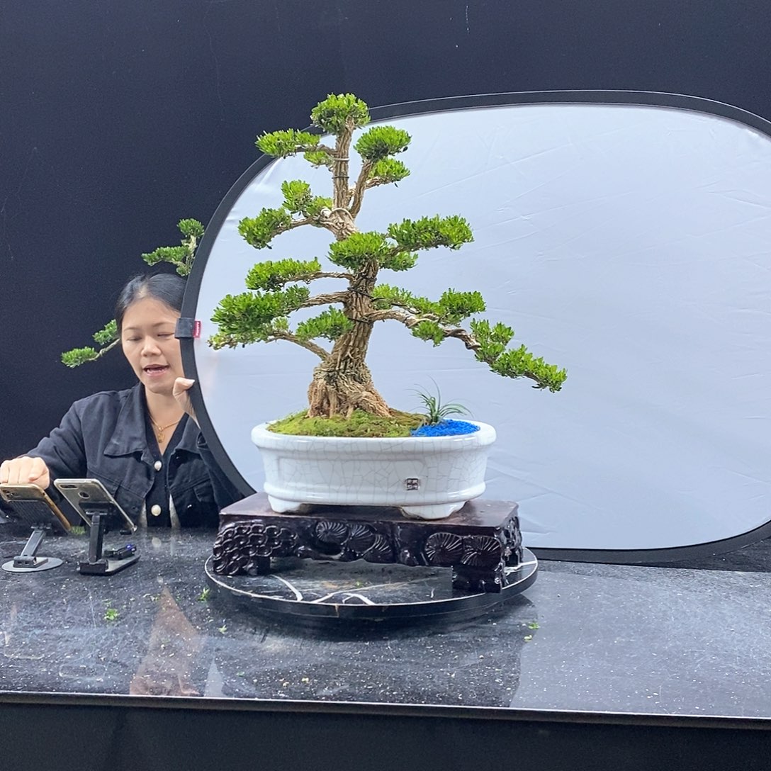 无花朵黄杨盆景艺术