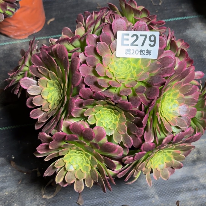 瑞妈一物一拍279