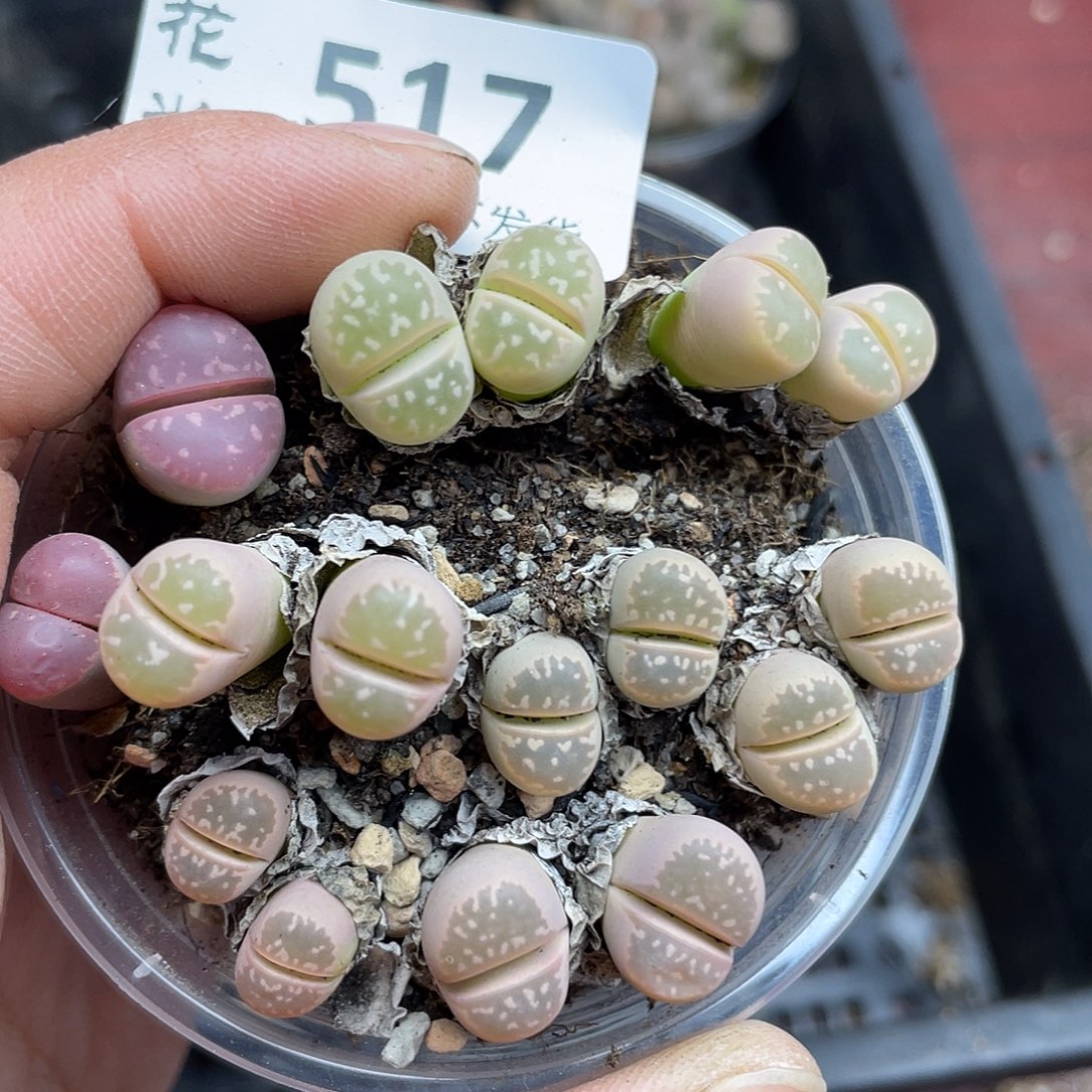 51700000花花花花花