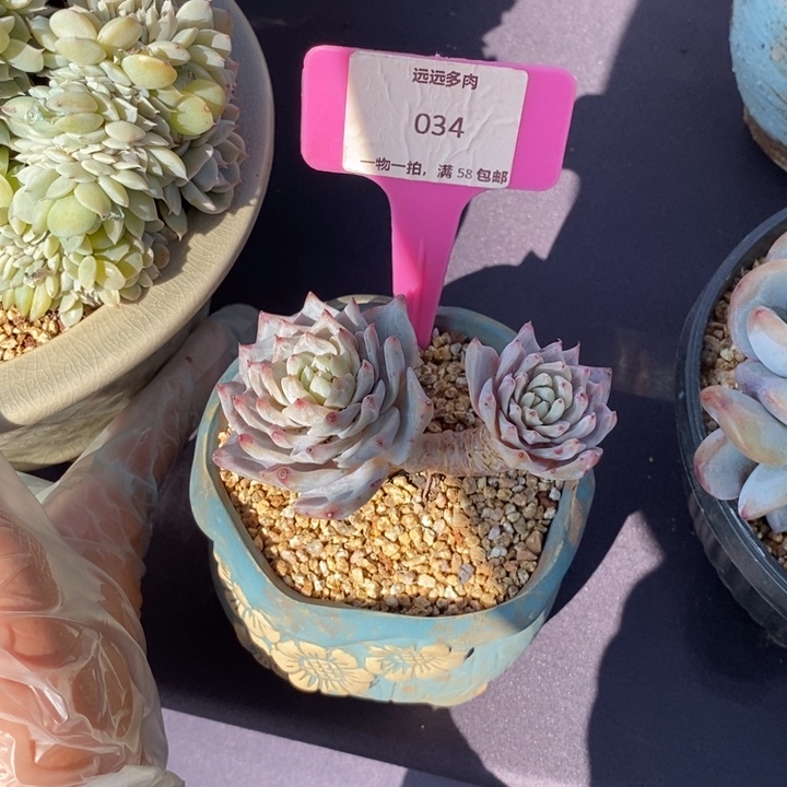 034肉肉肉肉肉肉肉