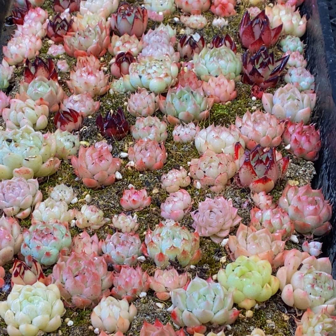 016多肉植物保护研究所所长
