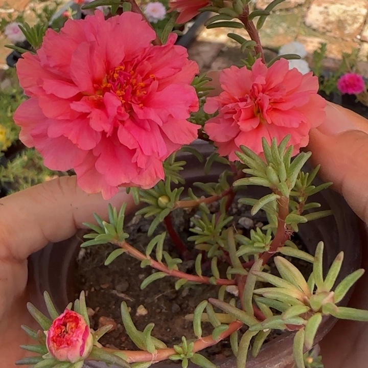 无花朵量拍西瓜红超小苗盆口10cm可能有虫