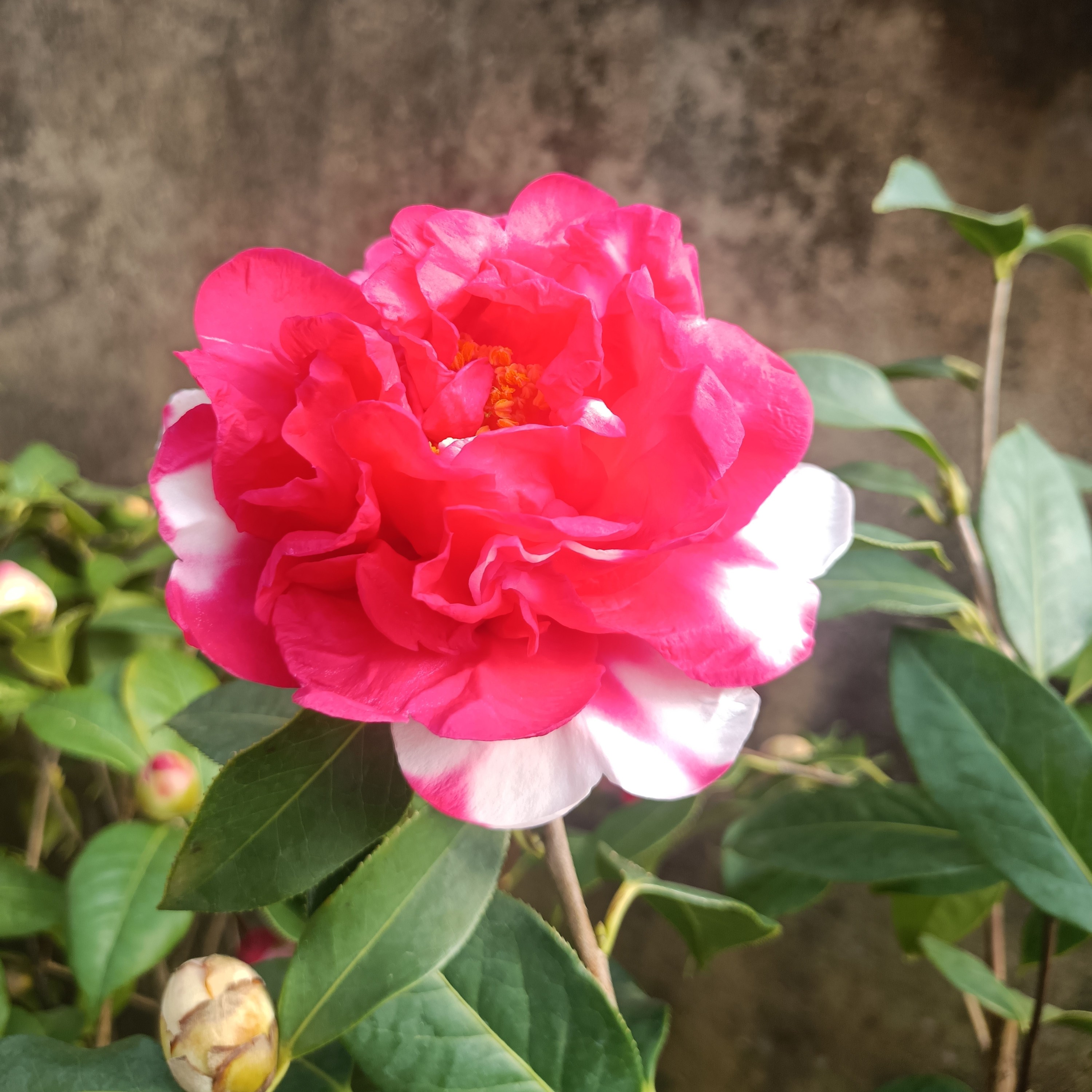 云南大玛瑙云茶系大型花色艳成型