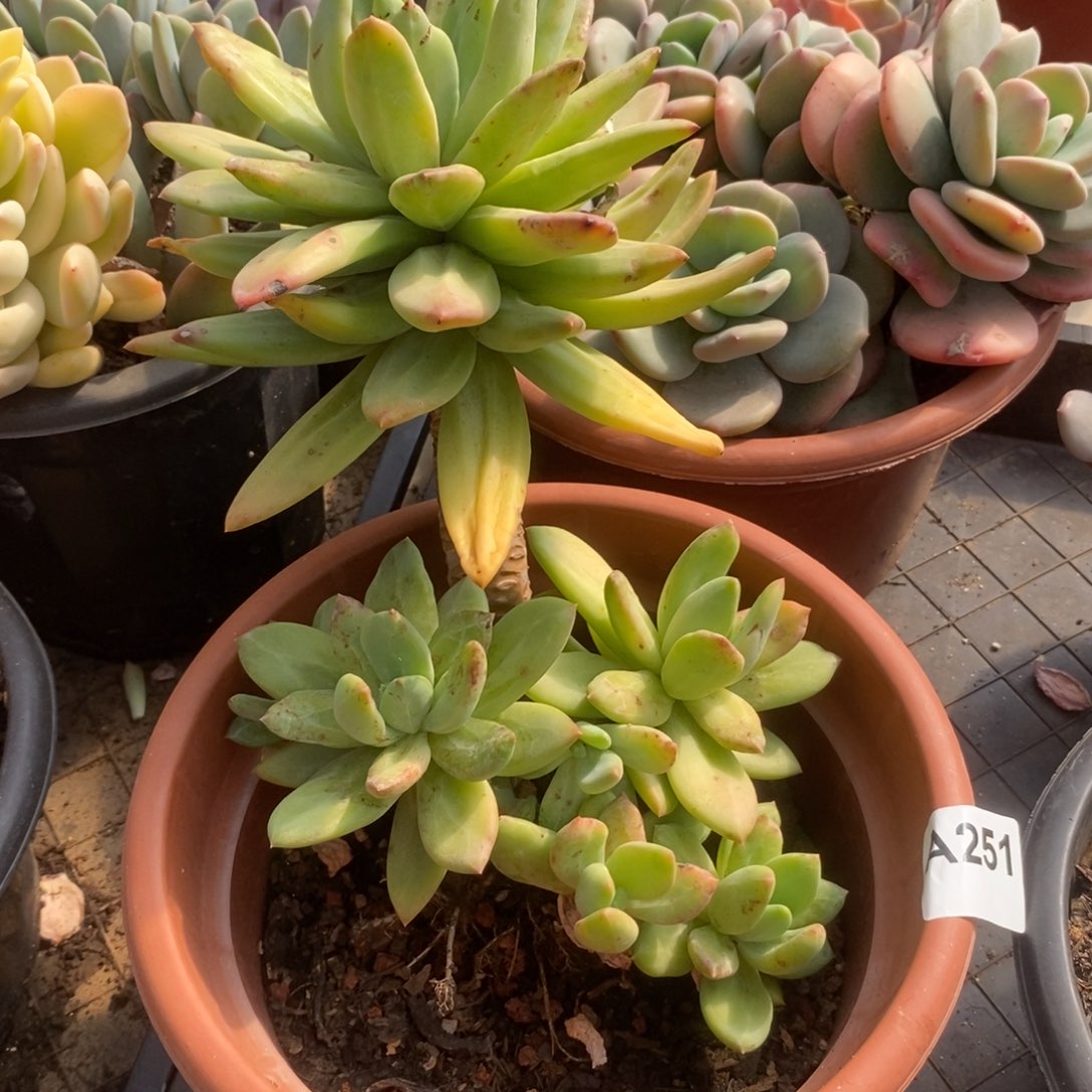 251海洋之歌一物一拍