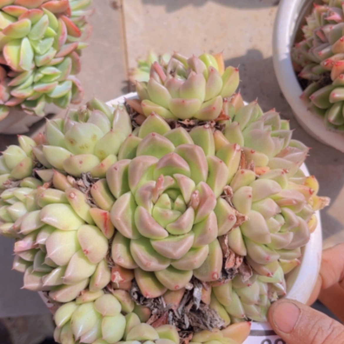 【闪购商品】石英0686