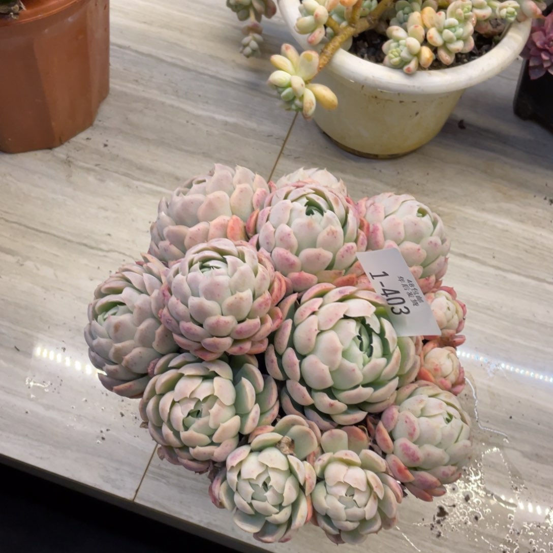 黑大帅多肉1-403贝瑞