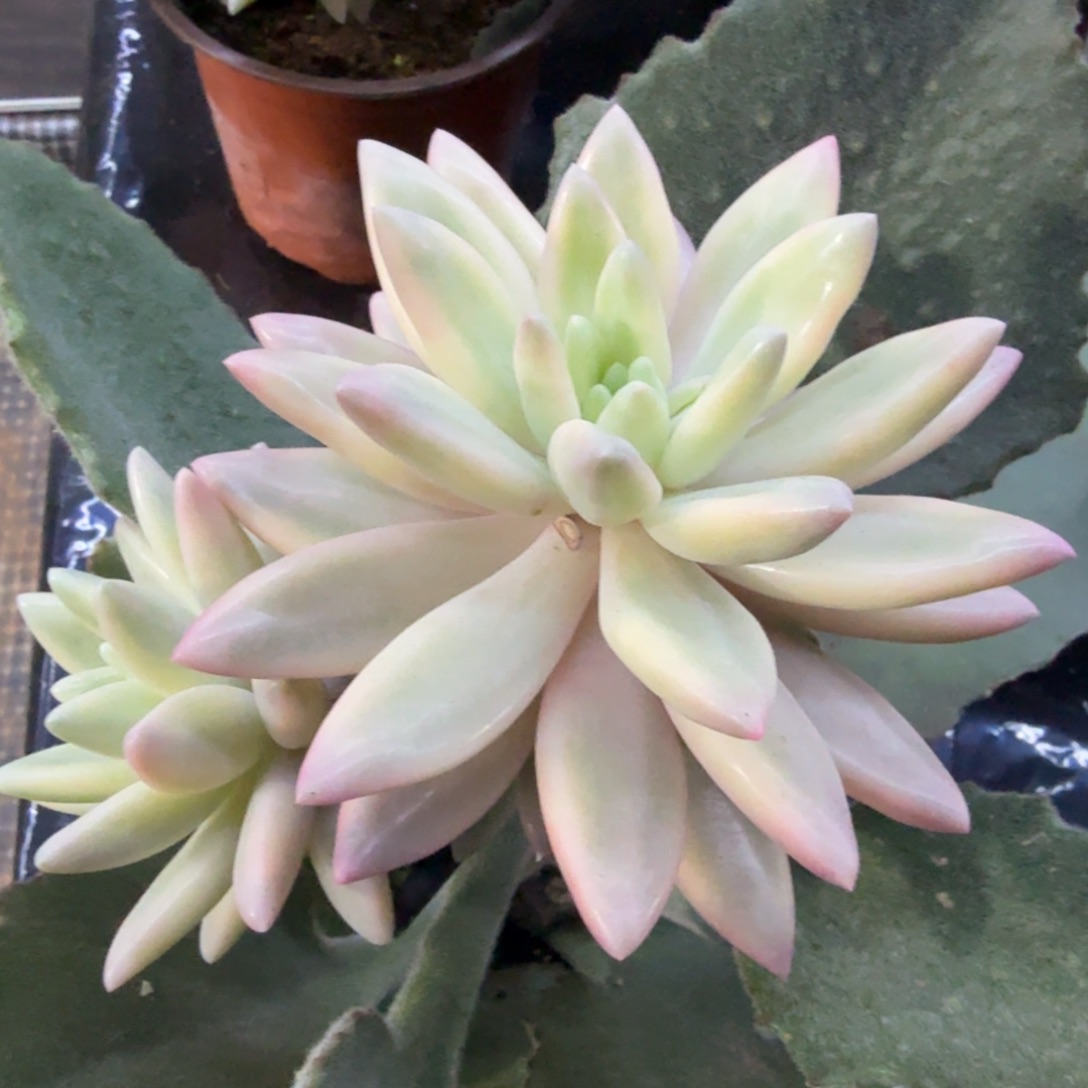 一物一拍 无替品超白锦