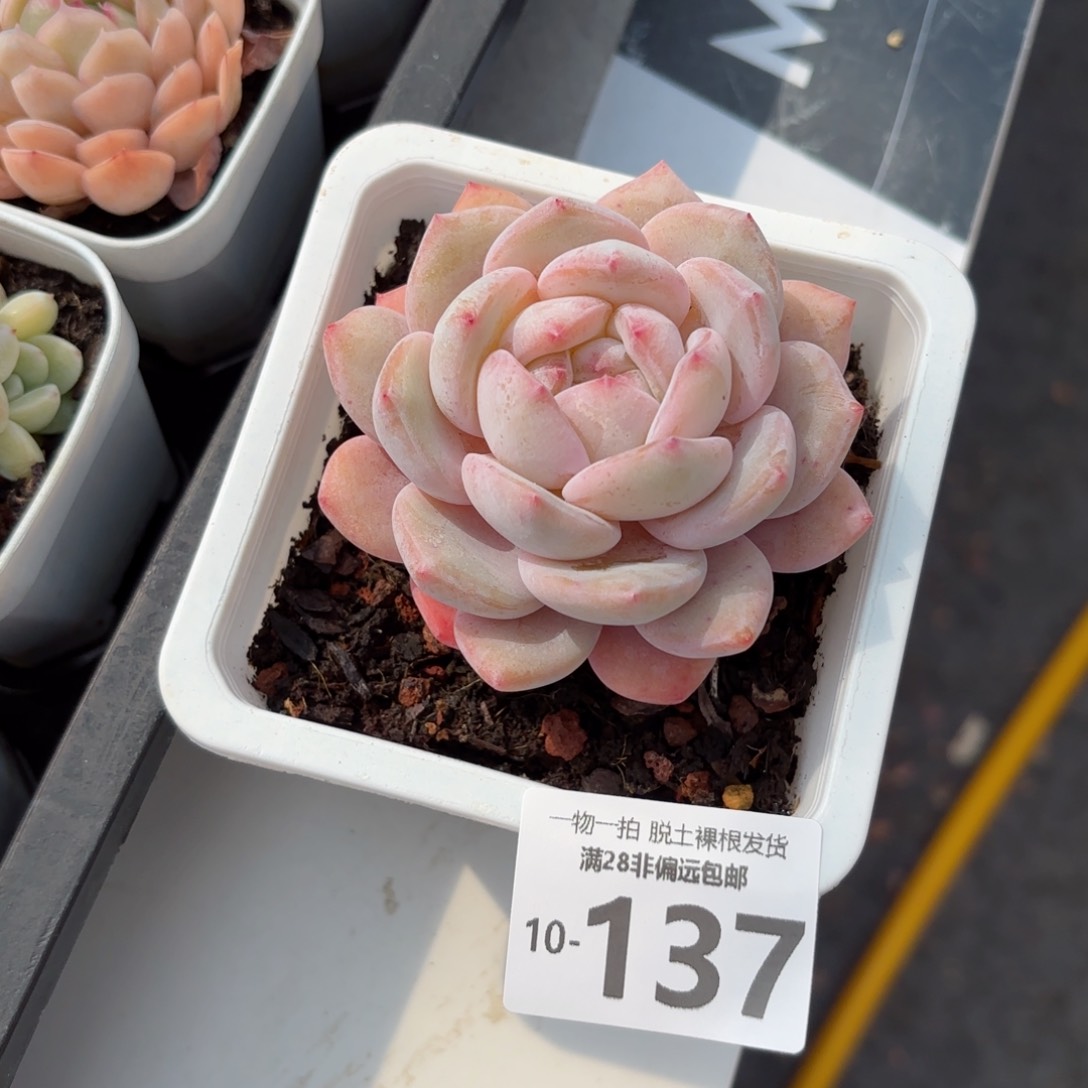 橙梦露单头多肉多肉