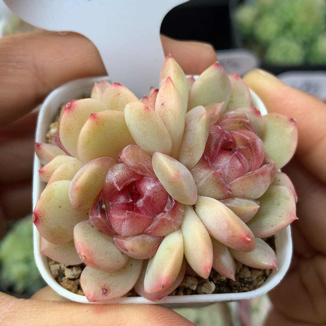 琴心3头无砍群936