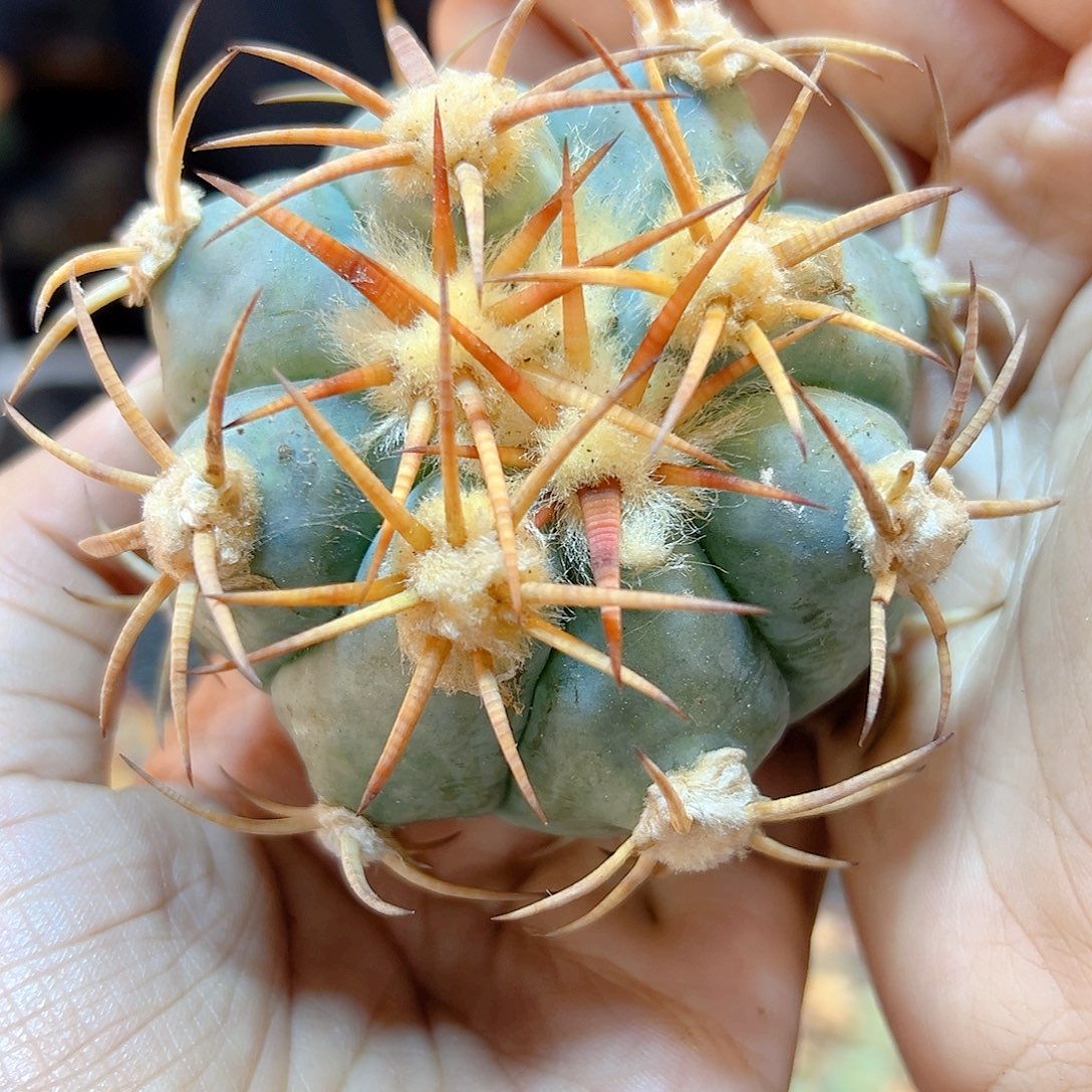 平丸无根含刺8公分1颗