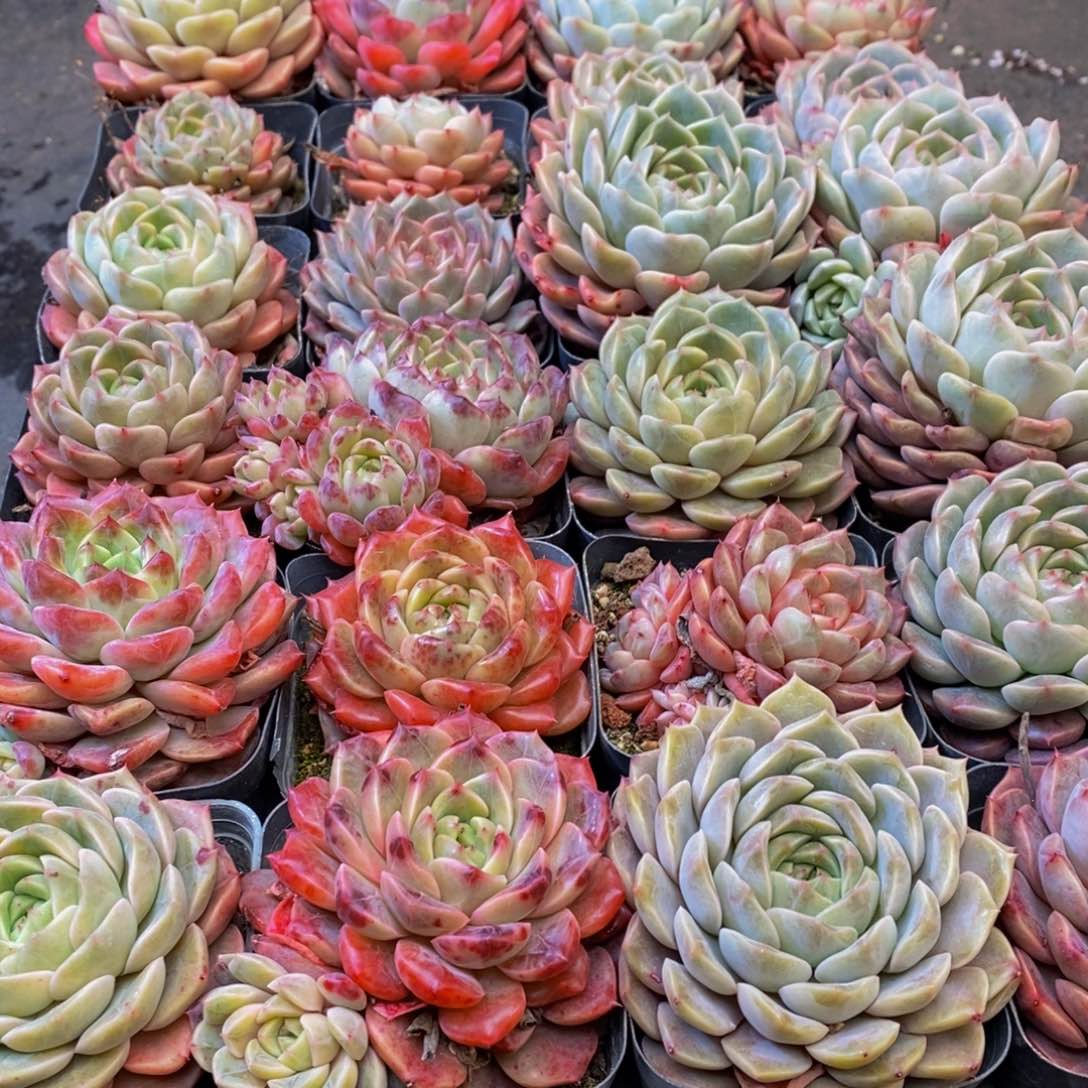 734多肉植物保护研究所所长的时候