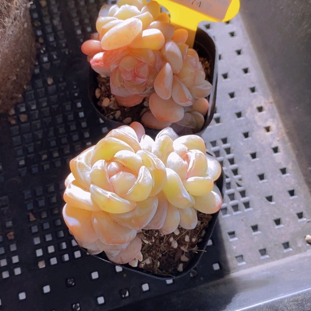 20-74-奶油冰橙群一个