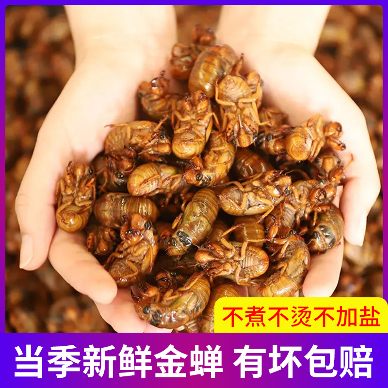 【早吃早享受】2025新鲜山东金1蝉知了蝉猴 爬叉单只3g【鲜嫩品质】顺丰包邮巨香巨好吃