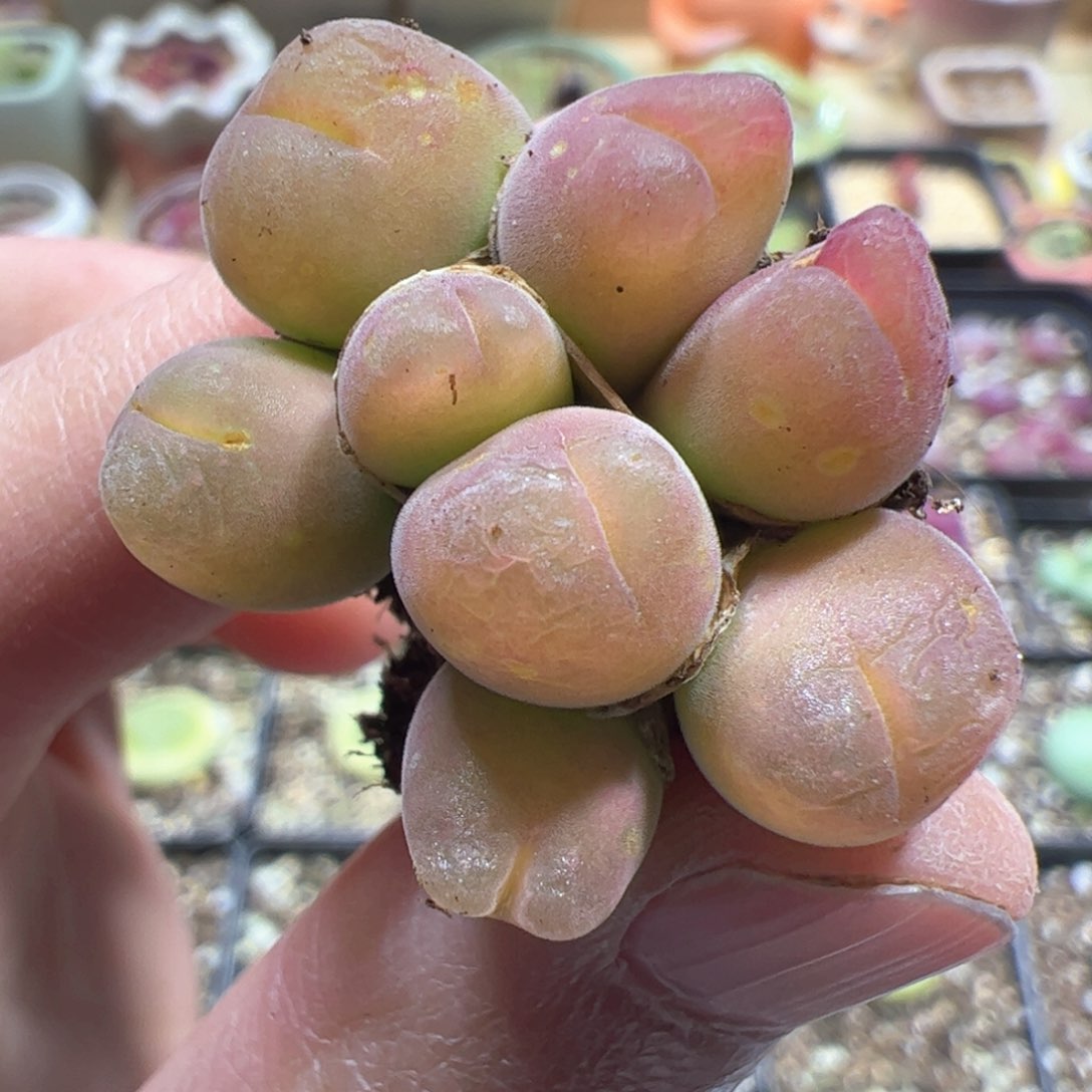 【闪购商品】102 毛翠滴
