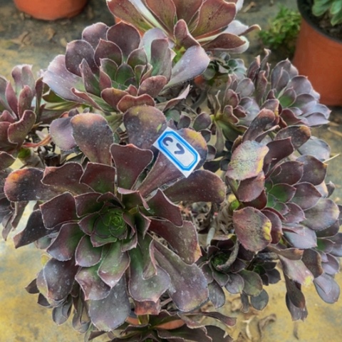 炫彩圆叶灰丛林多肉7多肉