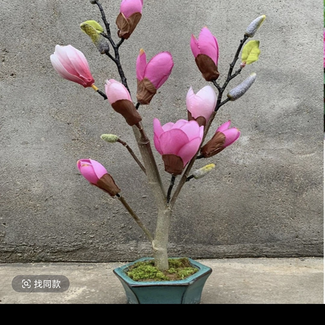 矮化嫁接玉兰苗花卉带花苞易种植耐寒适合室内外盆栽黄荆黄栌盆景