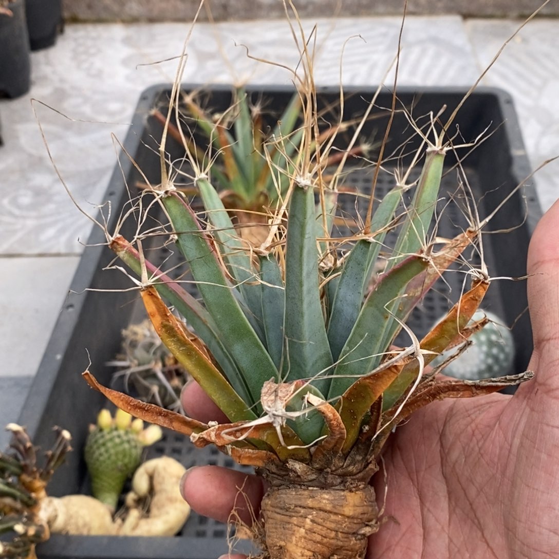短尤光山脱土发货