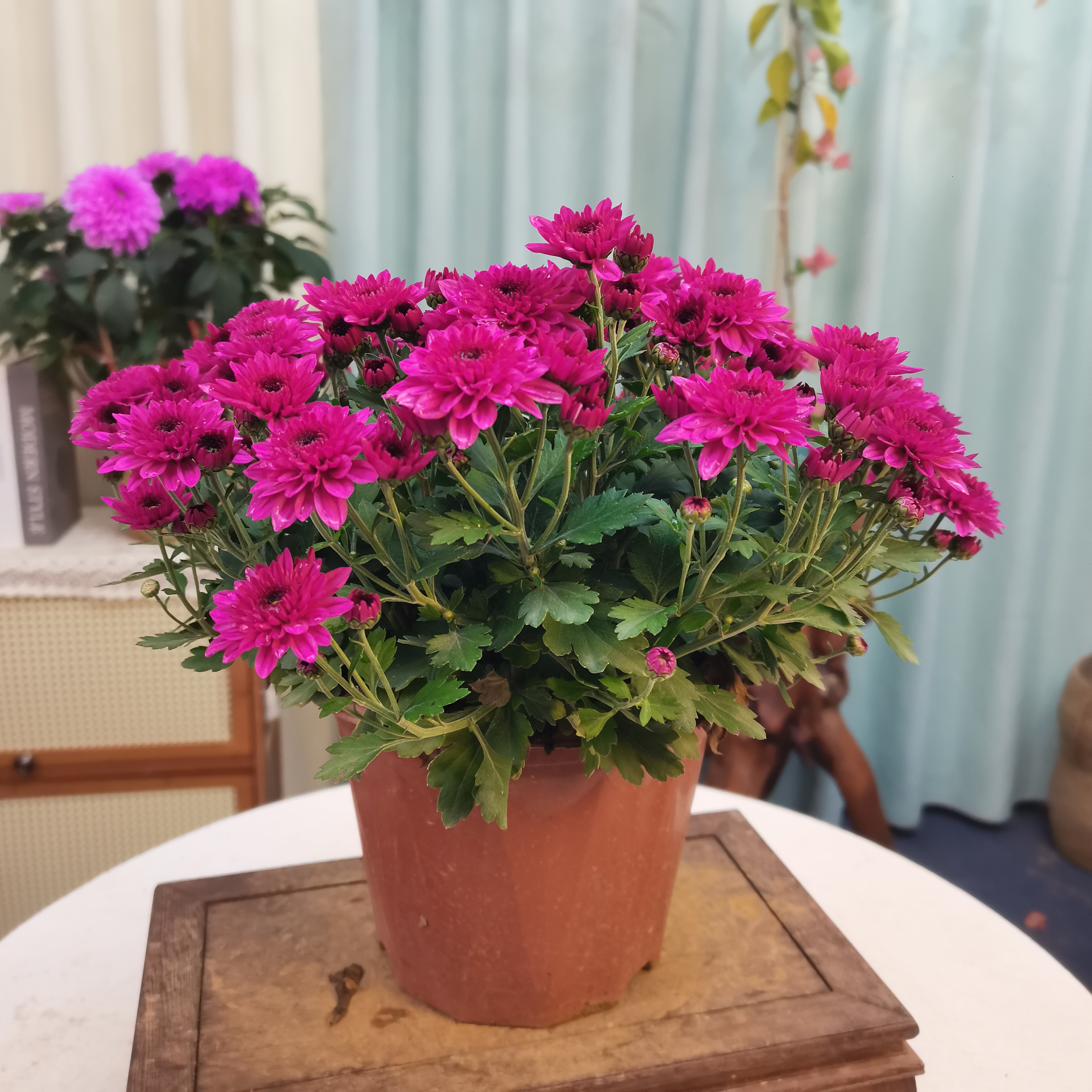 【球菊粉色】带花苞多年生盆栽原盆原土室内外阳台庭院四季开花