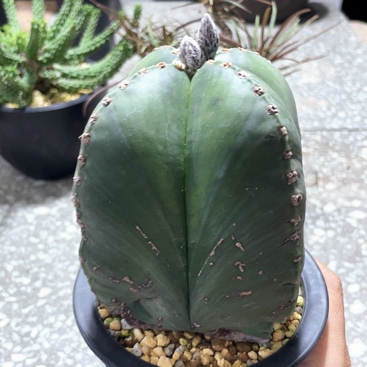 福利 脱土6666666666666