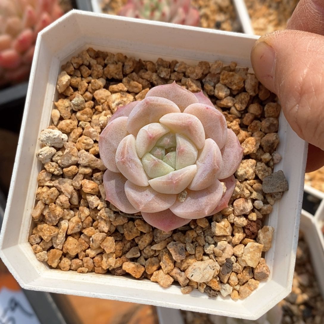 精品多肉一物一拍不包整60