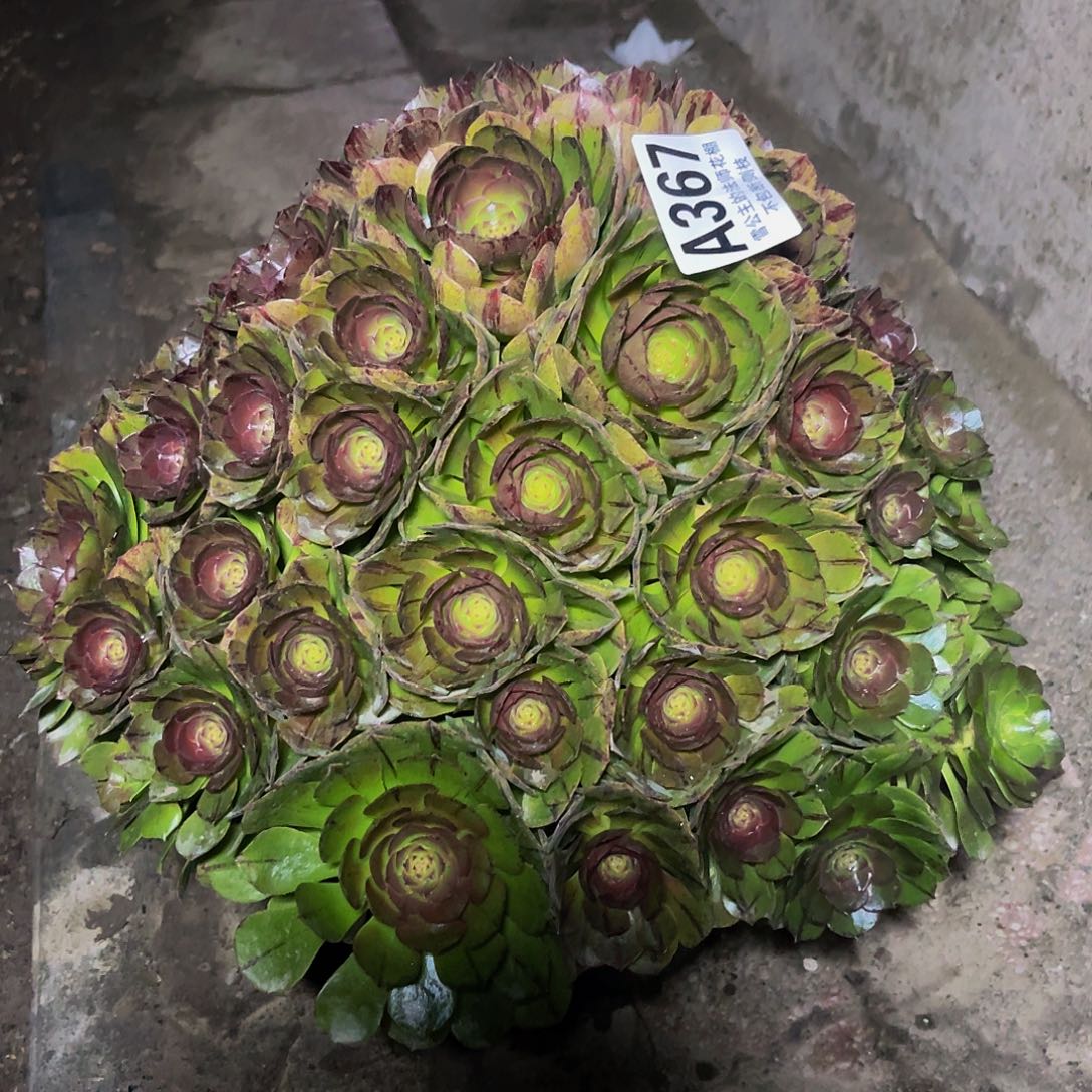 法师法师14-26包邮法师