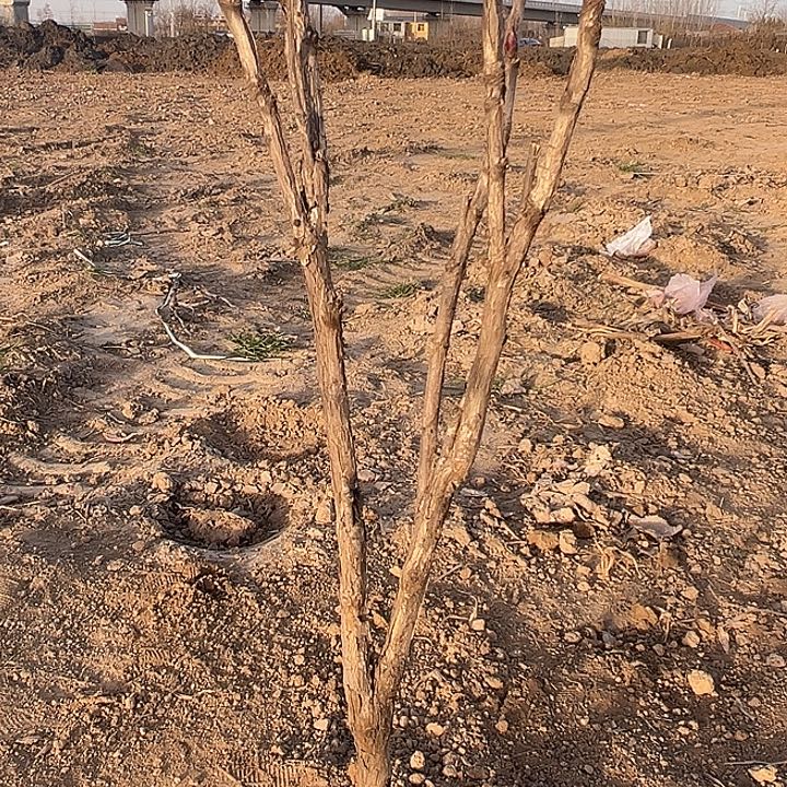 及***峰完全开放芳纪大颗