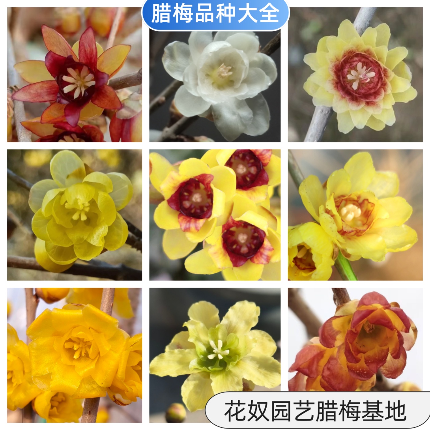 腊梅品种大全素心贵妃檀香磬口虎蹄金葵盆栽耐寒树苗冬天腊梅花