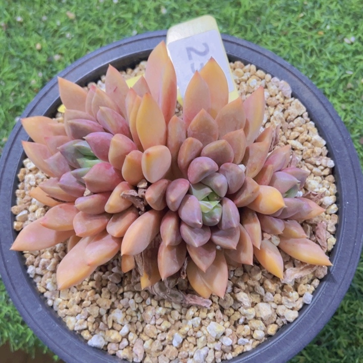 健健康康平平安安