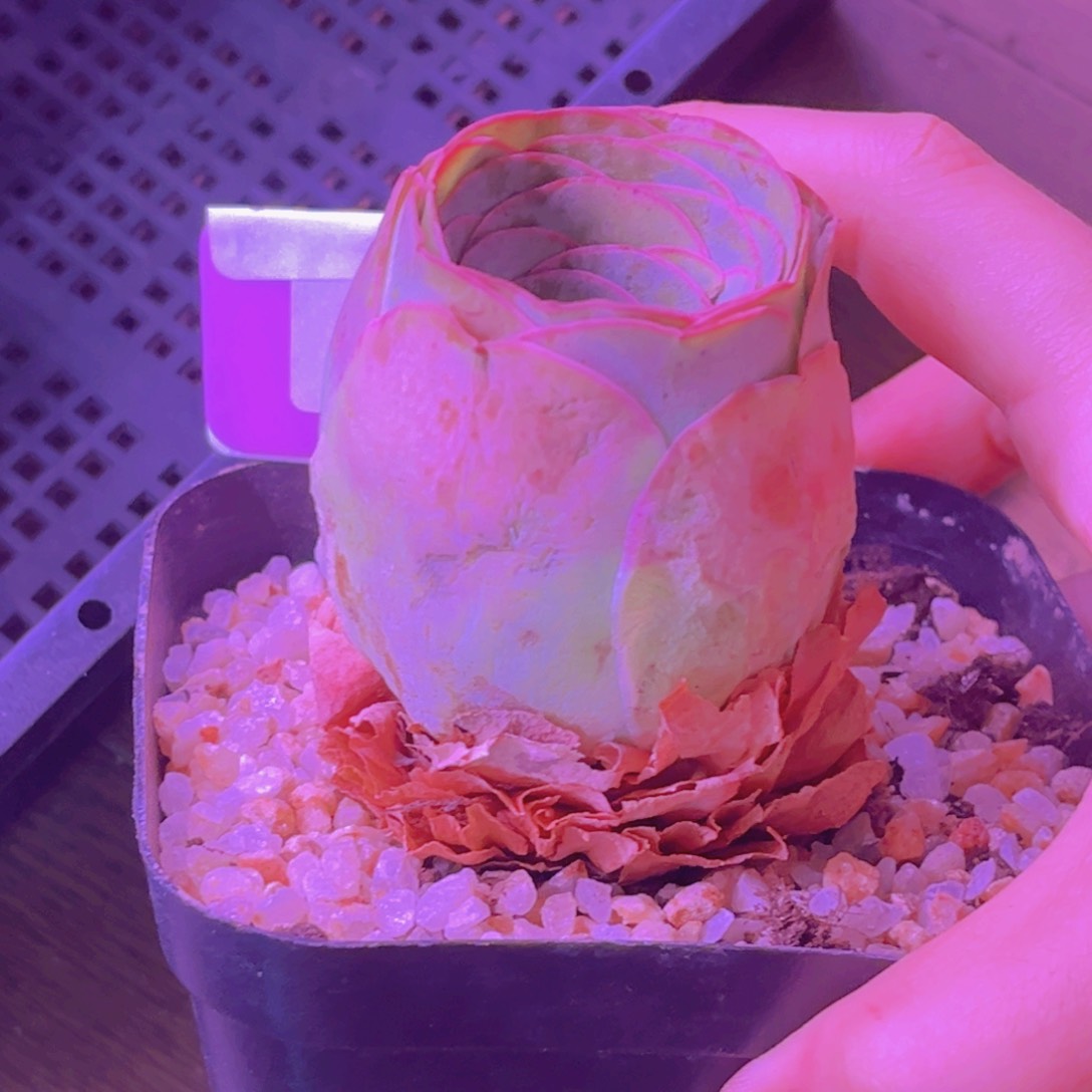 102山地玫瑰粉色