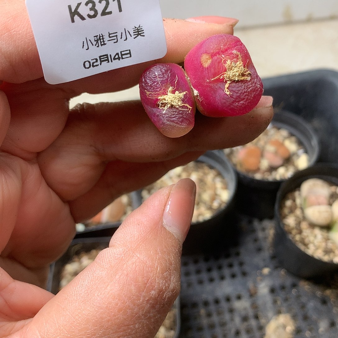 K321多肉植物保护研究所