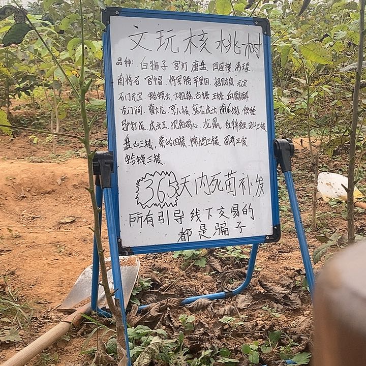 完全开放终*白狮子核桃树绿植两年